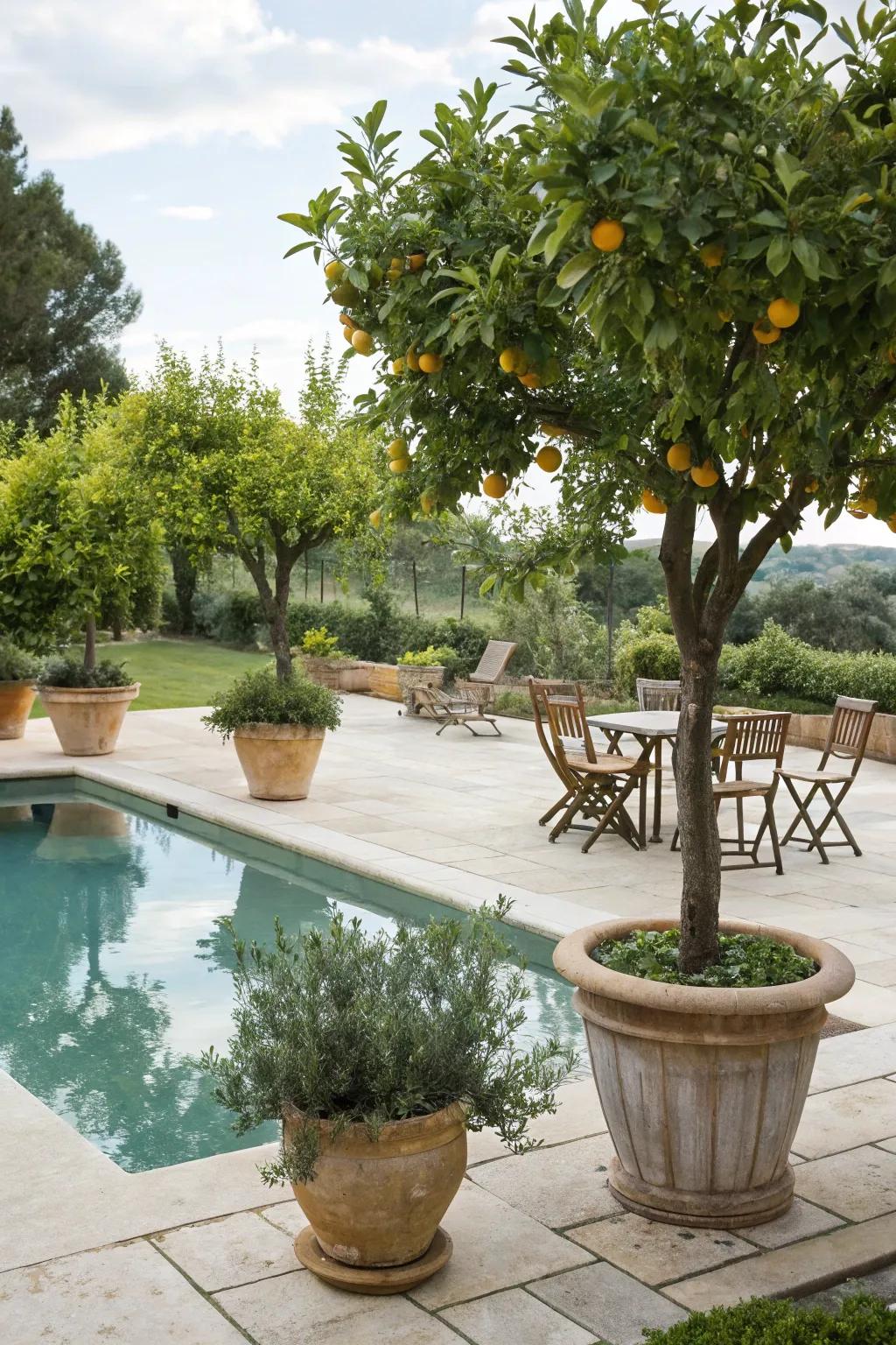 Add a refreshing twist with potted fruit-bearing trees by the pool.