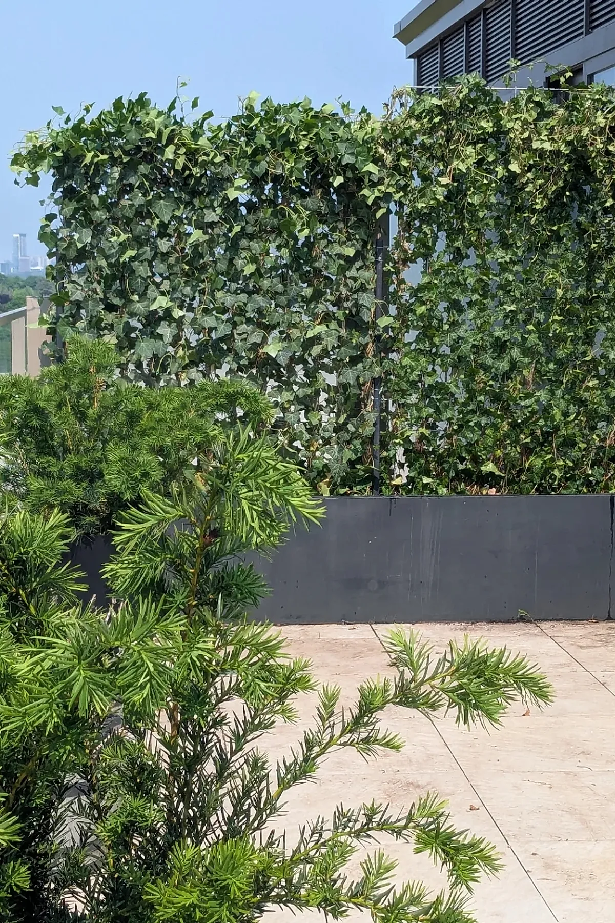 Ivy-covered trellis privacy screen on a rooftop garden, surrounded by other green plants.
