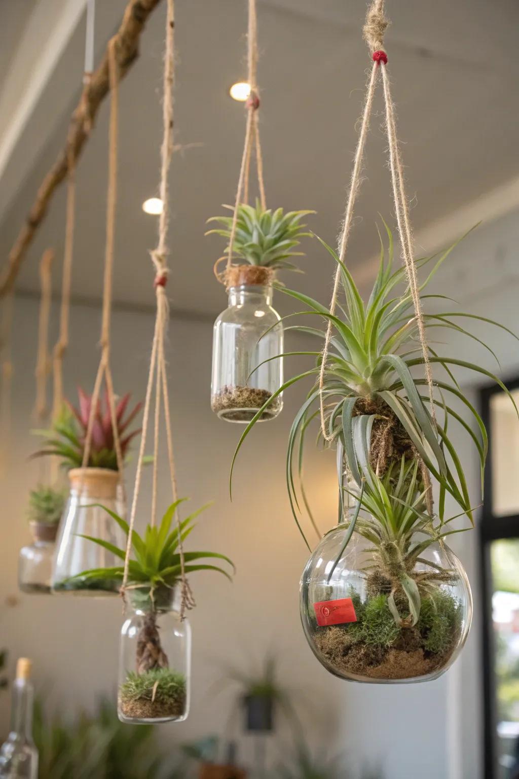 Discover the adaptability of air plants.
