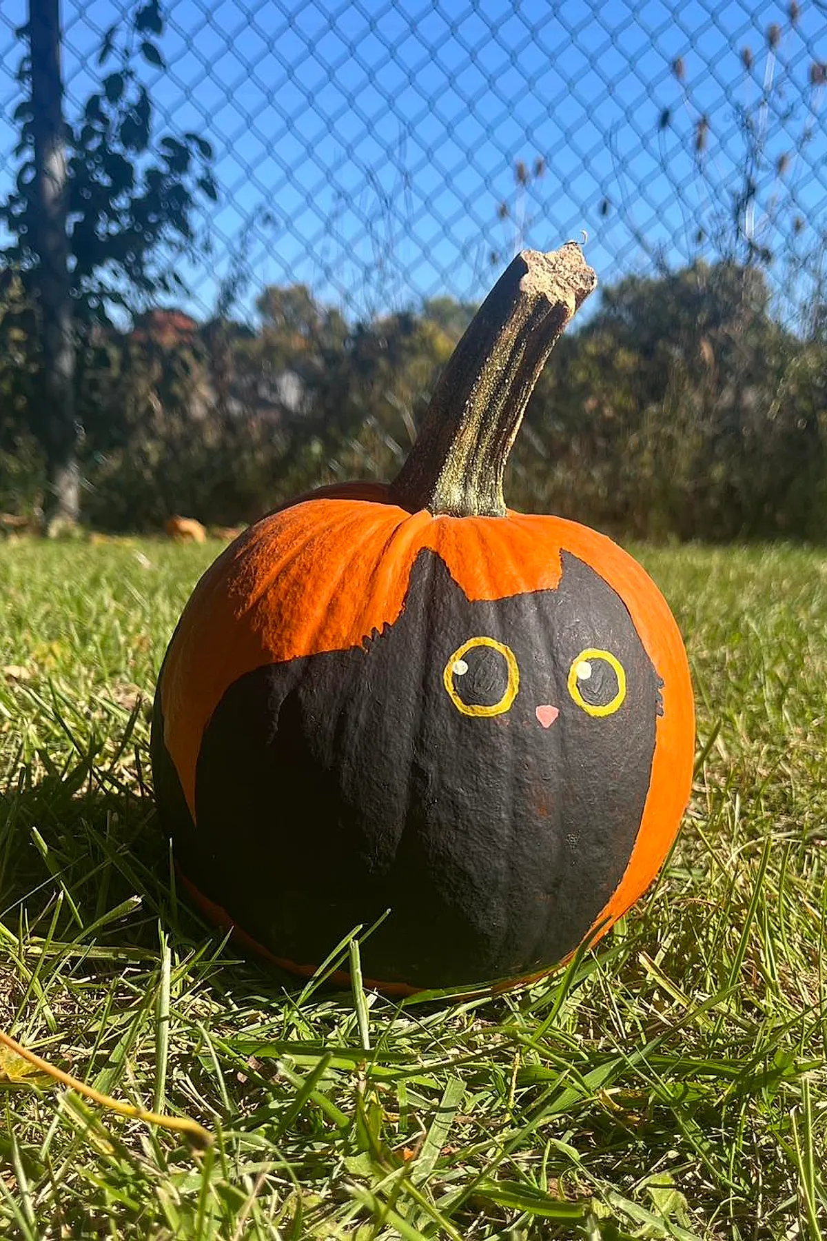 orange pumpkin painted with black cat silhouette featuring large yellow eyes sitting on green grass with chain link fence and trees in background