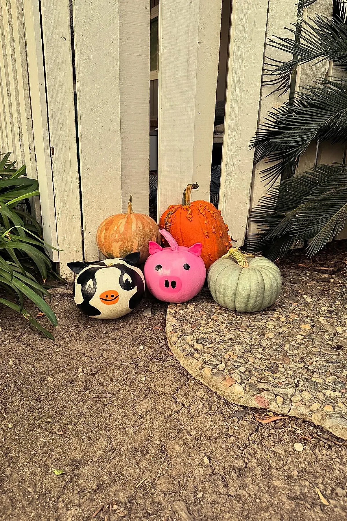 group of five pumpkins outdoors including one painted as a black and white cow face, one bright pink painted as a pig face, with three natural colored pumpkins arranged near plants and wooden fence