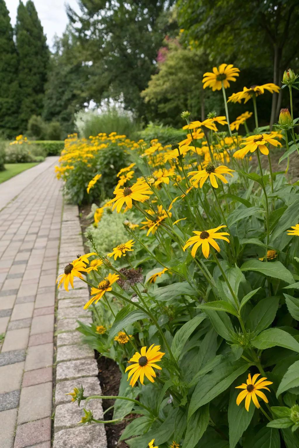 Rudbeckia provides vibrant, late-season color.