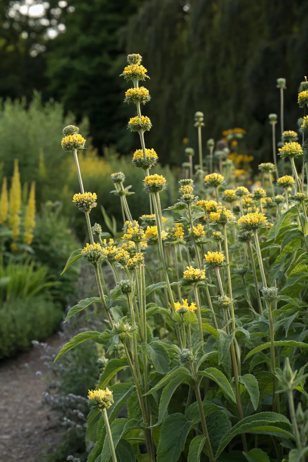 Phlomis adds architectural flair to any border.