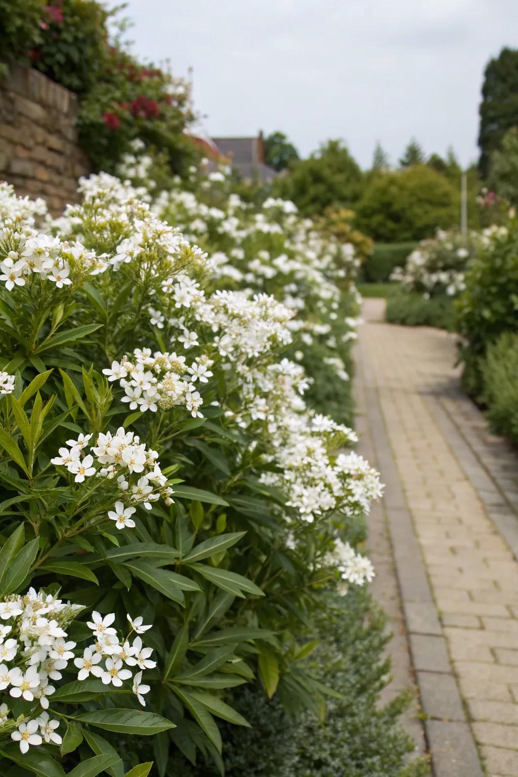 Choisya offers fragrance and year-round interest.