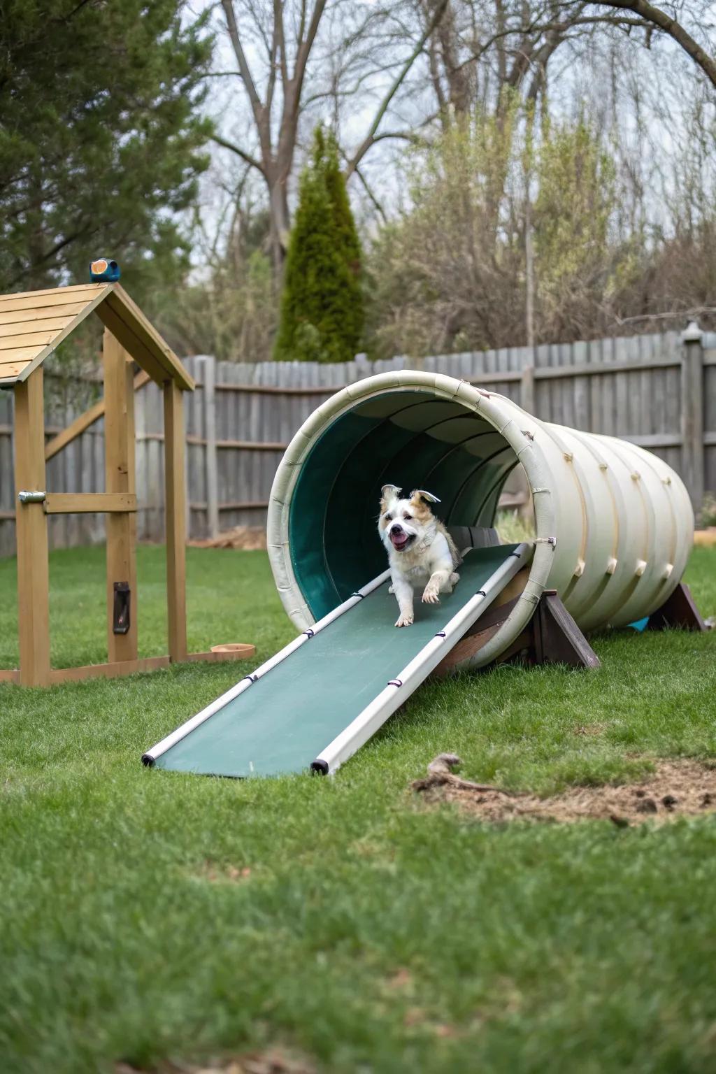 Agility equipment can transform your yard into a fun playground.