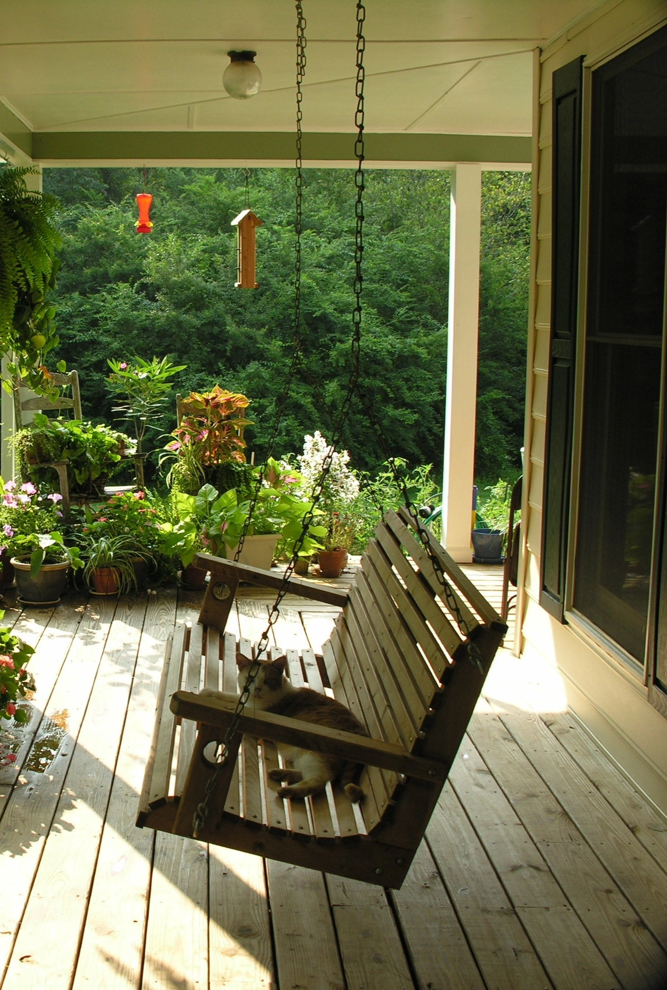 Wooden porch swing surrounded by hanging ferns and vibrant flower pots on a sunny wooden deck