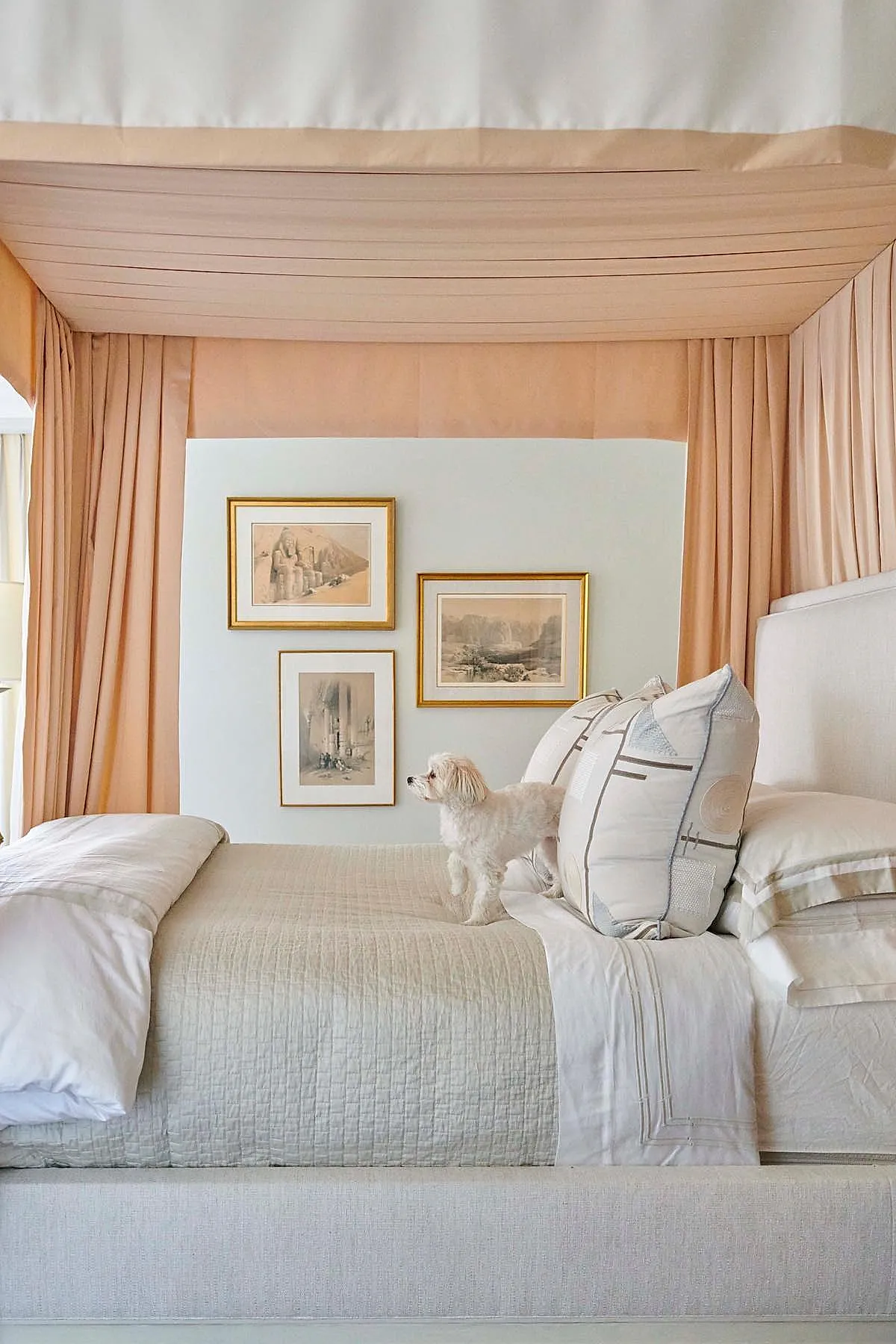 Canopy bed with blush pink fabric curtains and ceiling draping, white and beige bedding, three framed sepia-toned pictures on pale blue wall, small white dog standing on bed.