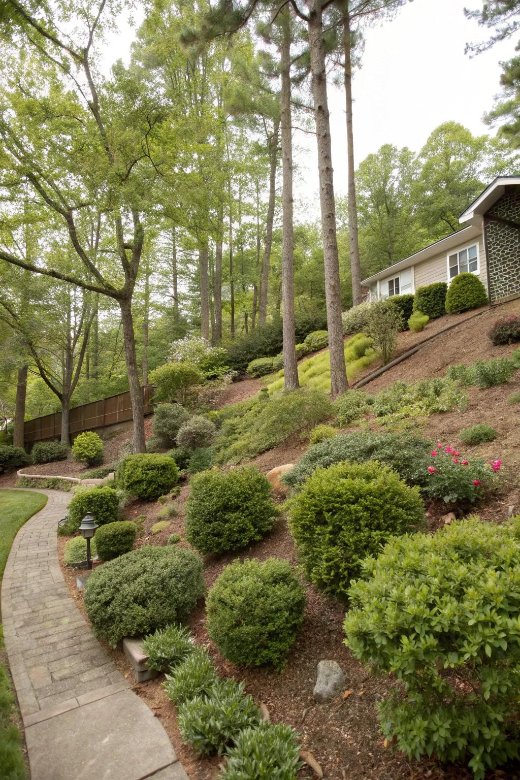 Shrubs and trees create a lush, layered landscape.