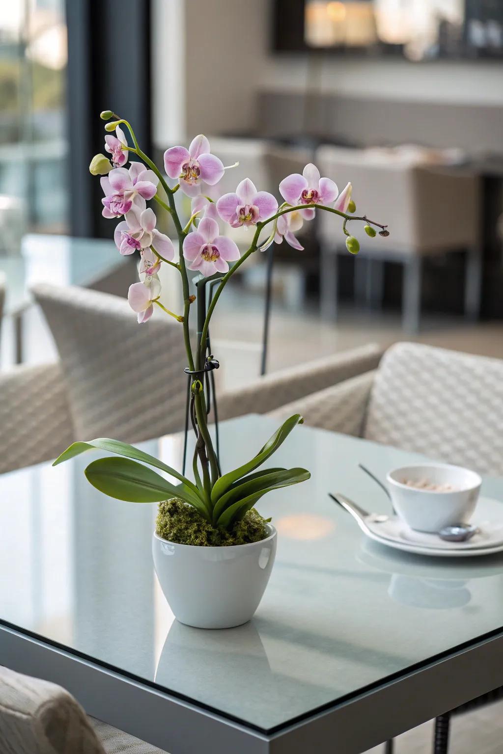 A potted orchid centerpiece contributes sophistication and elegance to your table.