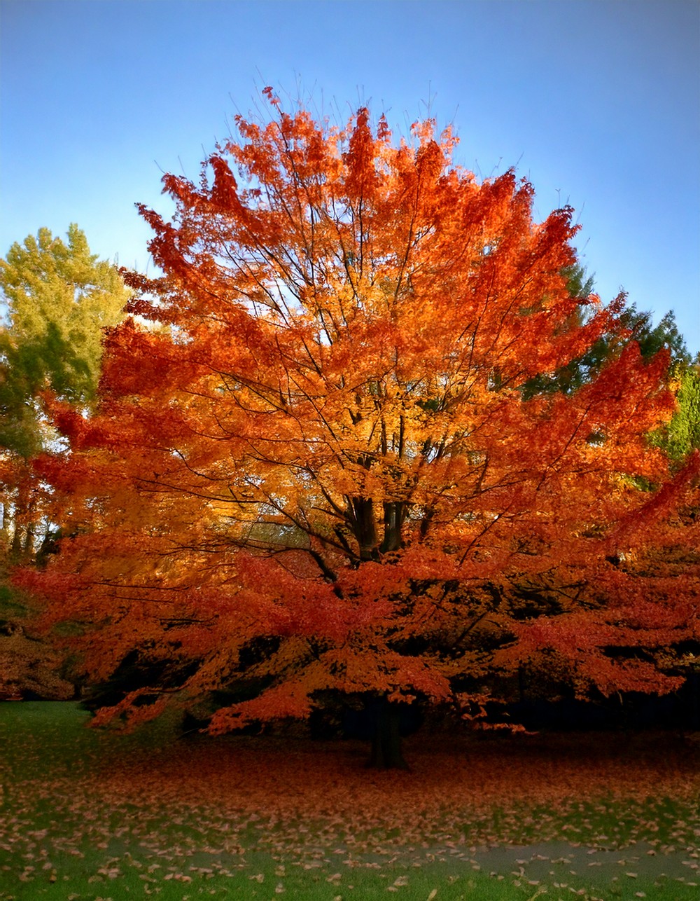 Include Faux or Real Fall Foliage