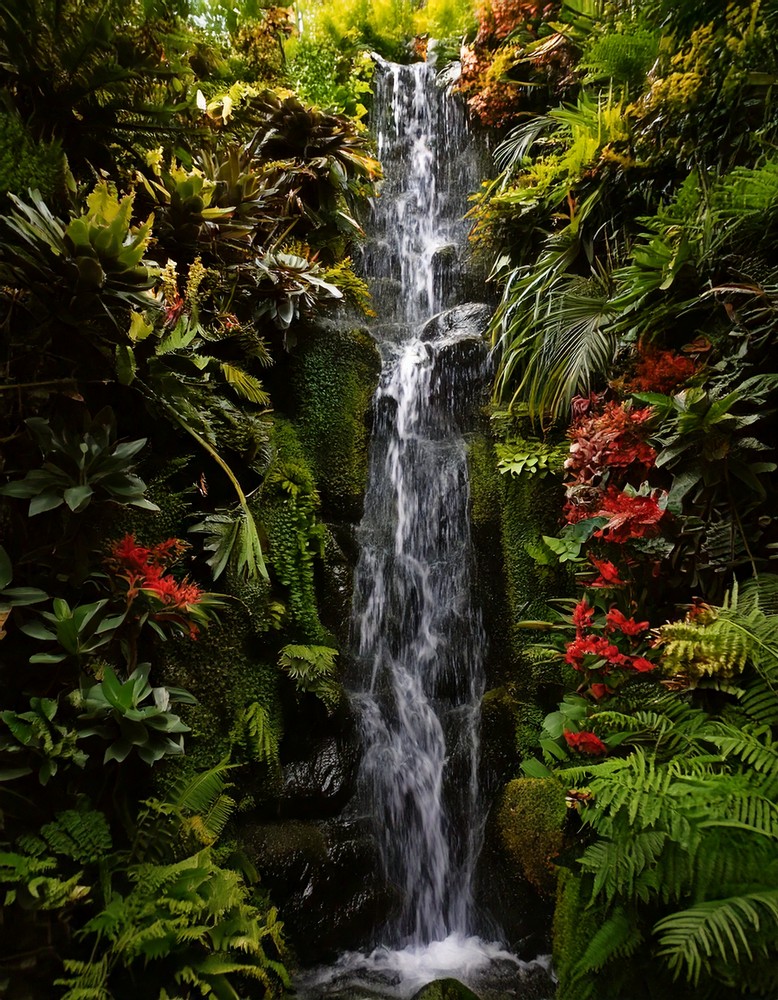 Succulent Wall Along Backyard Stream