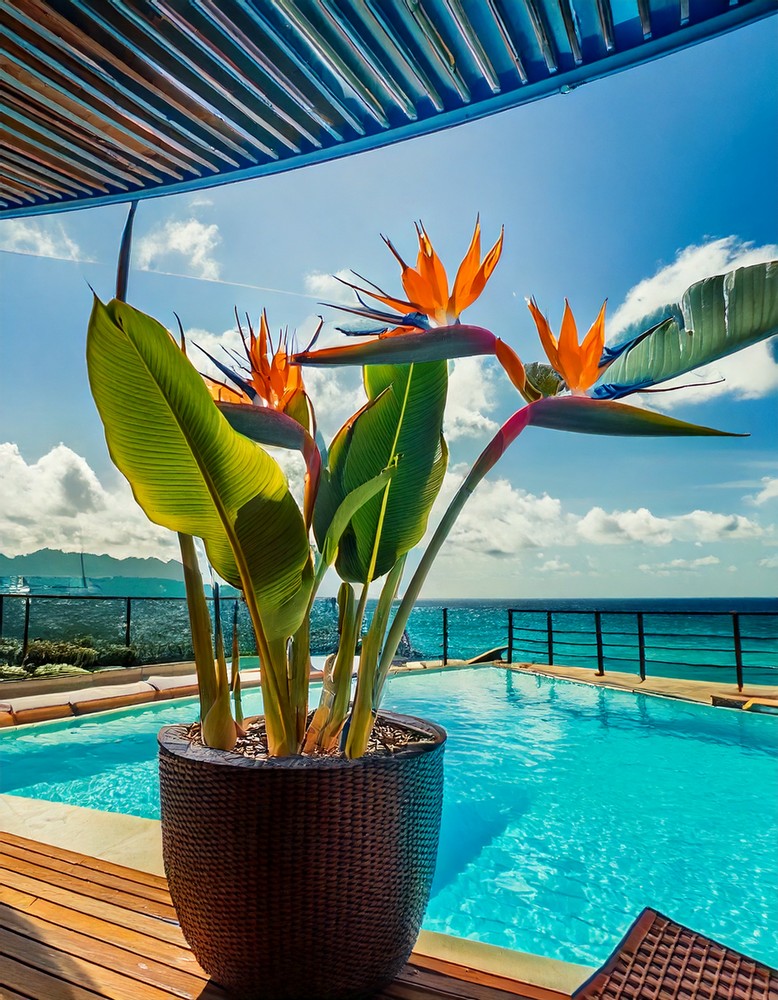Vibrant Pool Deck Paradise