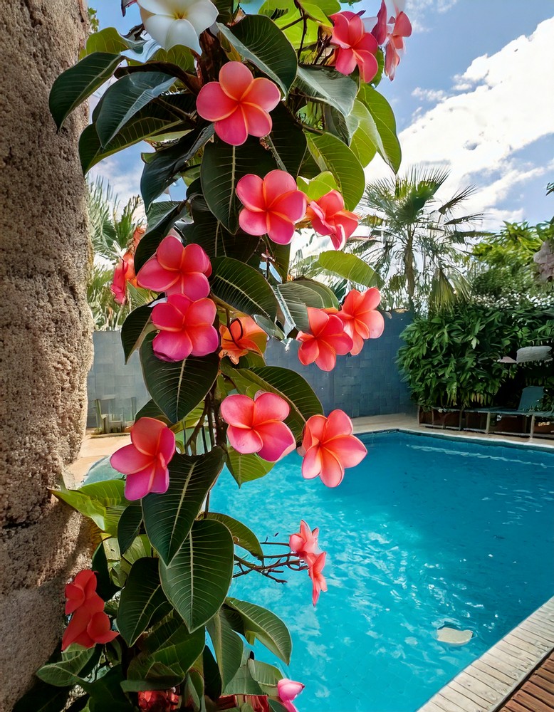 Mediterranean Citrus for Pool Decks