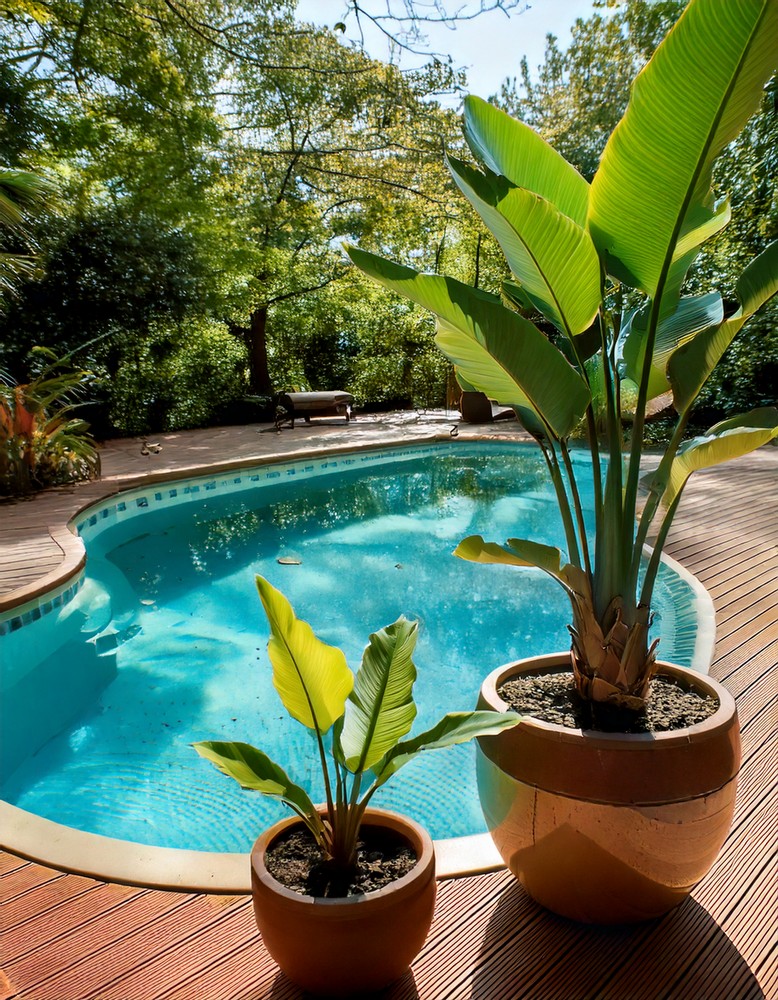 Exotic Pool Deck Plant Selection